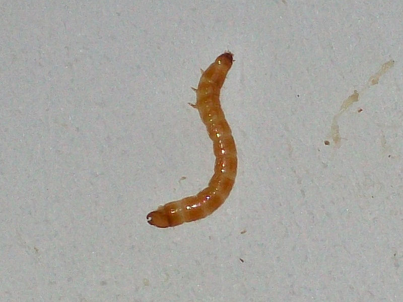 Aiuto per determinazione di larva in Calocybe gambosa